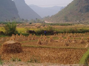 Wheat in China; photo by Hector Garcia via Flickr