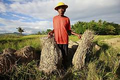 Timor-Leste farmer bundles crops destroyed by 2010 downpours; photo courtesy of the UN