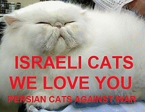Israel cat
