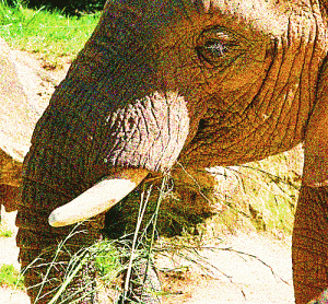 Elephants seem to be evolving smaller tusks.