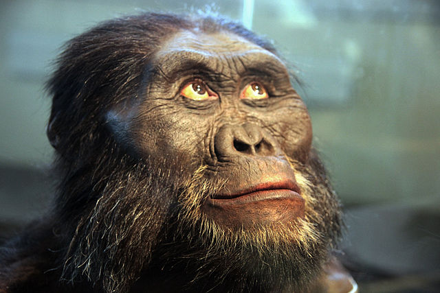Tea Party Caucus member, I mean hominid bust at the National Museum of Natural History’s David H. Koch Hall of Human Origins. Courtesy Wikimedia Commons