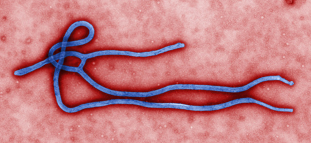 The Ebola Blame Game: WHO Chastised, IMF Criticism Deflected