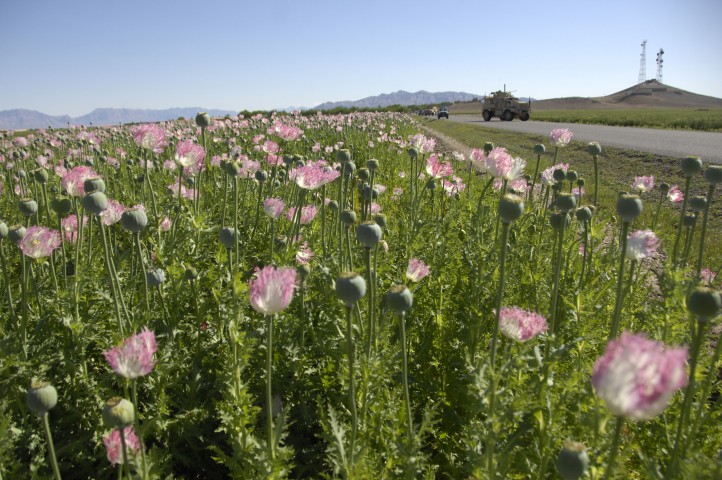 opium-field-afghanistan-pink-flower