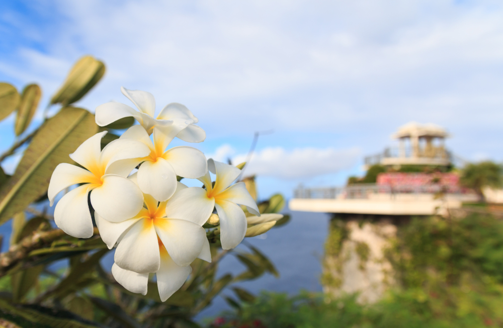 White and yellow Plumeria blooming at Two Lovers Point in Guam (Shutterstock)