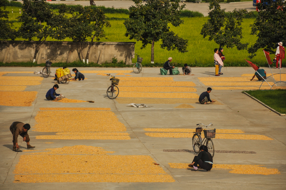Workers sort maize in Hamhung, North Korea. (Shutterstock)